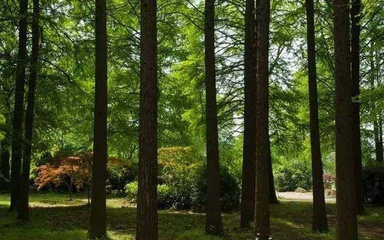 如何控制景觀設(shè)計(jì)中的植物成本